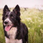 wholesale bully sticks for dogs
